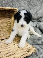 Peep - black & white Tri , a female Miniature Bernedoodle for sale in Cookeville, TN – Photo 2 of 2
