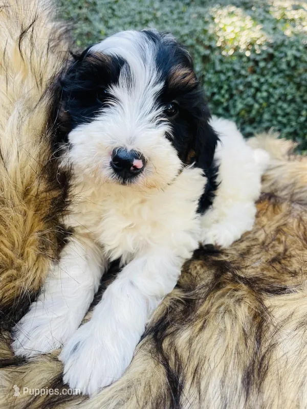 Peep - black & white Tri  – Miniature Bernedoodle puppy for sale in Cookeville, TN