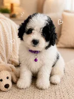 Iris ❤️ mini Bernedoodle, a female Miniature Bernedoodle for sale in Cookeville, TN – 1 of 1