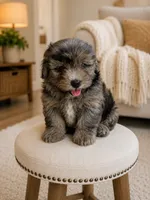 Zeus ❤️ blue merle mini bernedoodle, a male Miniature Bernedoodle for sale in Cookeville, TN – 2 of 2