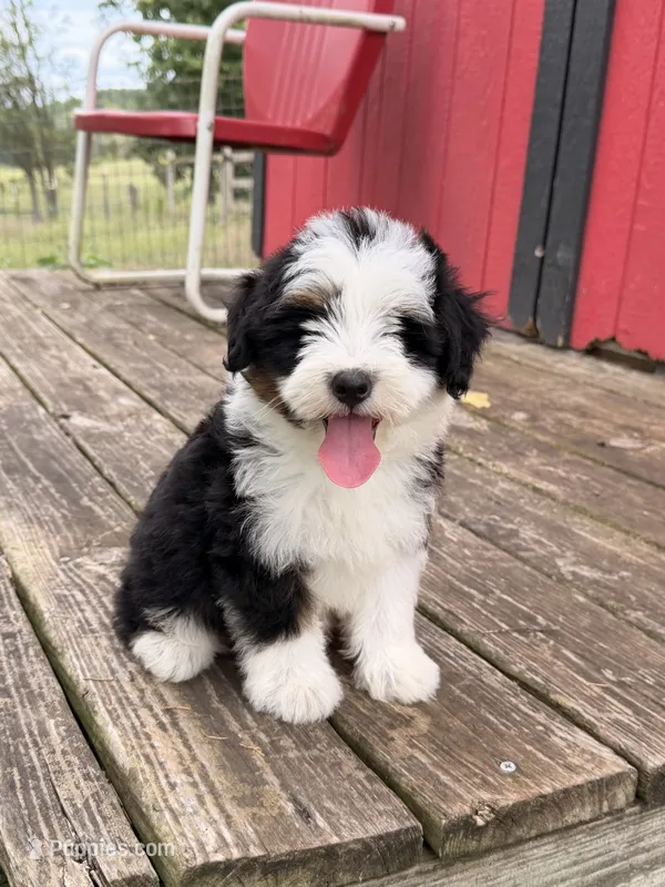 Frankie – Miniature Bernedoodle puppy for sale in Cookeville, TN