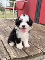 Frankie, a male Miniature Bernedoodle for sale in Cookeville, TN – 1 of 7