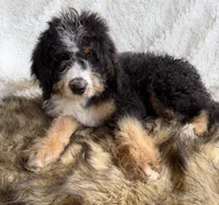 Bourbon, a male Bernedoodle for sale in Cookeville, TN – 3 of 6