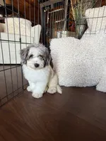 Maple , a female Miniature Bernedoodle for sale in Cookeville, TN – 4 of 8