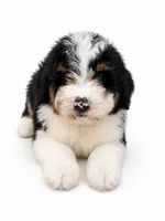 reese- black tri color, a female Miniature Bernedoodle for sale in Cookeville, TN – 2 of 4