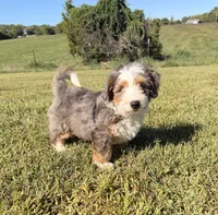 Cooper, a male Miniature Bernedoodle for sale in Cookeville, TN – 5 of 5