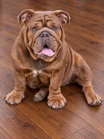Juicy-Full AKC, a female English Bulldog for sale in Cookeville, TN – 3 of 4