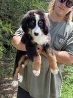 Jameson, a male Bernedoodle for sale in Cookeville, TN – 2 of 5