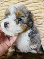 Tulip “ mini Bernedoodle “ Blue eyed, a female Miniature Bernedoodle for sale in Cookeville, TN – Photo 2 of 9