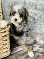 Tulip “ mini Bernedoodle “ Blue eyed, a female Miniature Bernedoodle for sale in Cookeville, TN – Photo 4 of 9