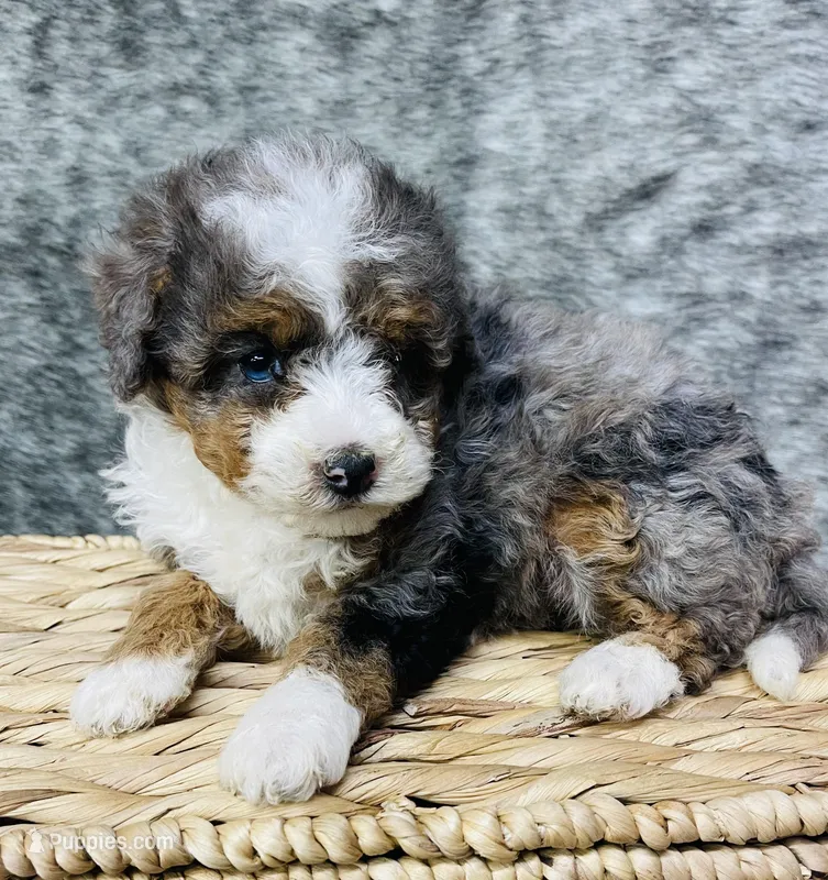 Tulip “ mini Bernedoodle “ Blue eyed – Miniature Bernedoodle puppy for sale in Cookeville, TN