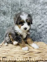 Tulip “ mini Bernedoodle “ Blue eyed, a female Miniature Bernedoodle for sale in Cookeville, TN – Photo 7 of 9