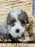 Tulip “ mini Bernedoodle “ Blue eyed, a female Miniature Bernedoodle for sale in Cookeville, TN – Photo 3 of 9