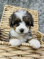 Tulip “ mini Bernedoodle “ Blue eyed, a female Miniature Bernedoodle for sale in Cookeville, TN – Photo 6 of 9