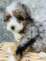 Tulip “ mini Bernedoodle “ Blue eyed, a female Miniature Bernedoodle for sale in Cookeville, TN – Photo 5 of 9