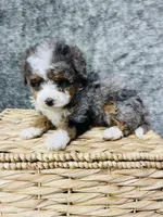 Tulip “ mini Bernedoodle “ Blue eyed, a female Miniature Bernedoodle for sale in Cookeville, TN – Photo 8 of 9