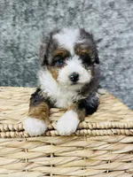 Tulip “ mini Bernedoodle “ Blue eyed, a female Miniature Bernedoodle for sale in Cookeville, TN – Photo 9 of 9