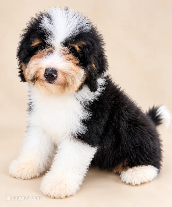 Reese- tri color  – Miniature Bernedoodle puppy for sale in Cookeville, TN