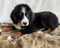 Whiskey ❤️, a male Bernedoodle for sale in Cookeville, TN – 3 of 8