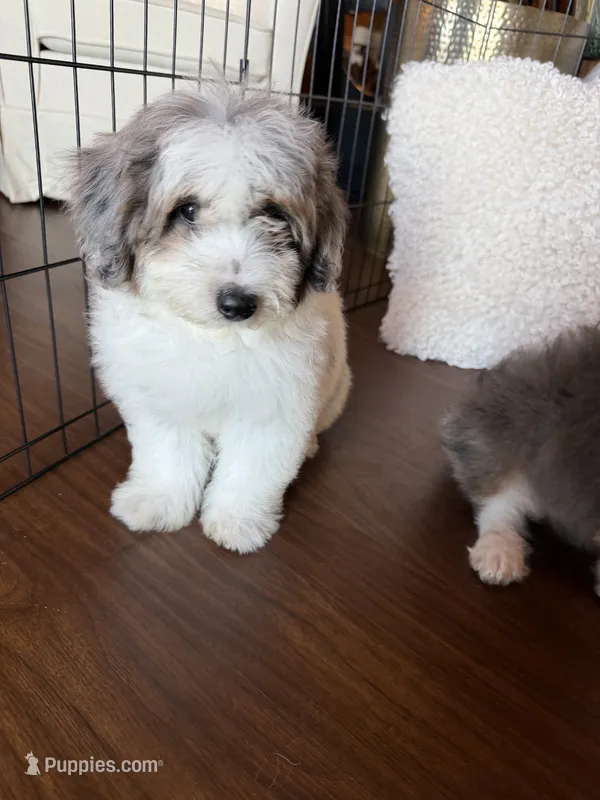 Maple  – Miniature Bernedoodle puppy for sale in Cookeville, TN