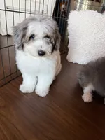 Maple , a female Miniature Bernedoodle for sale in Cookeville, TN – 1 of 8