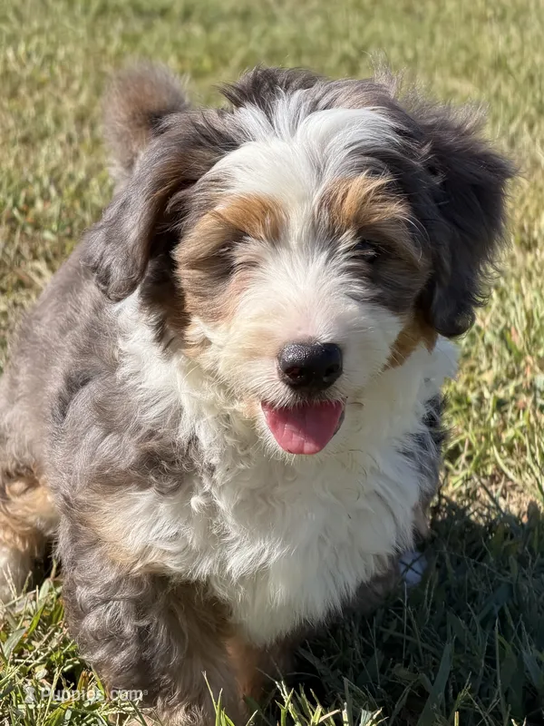 Cooper – Miniature Bernedoodle puppy for sale in Cookeville, TN
