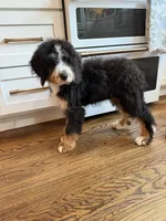 Bourbon “ Kid friendly “ raised with kids , a male Bernedoodle for sale in Cookeville, TN – 3 of 6