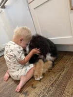 Bourbon “ Kid friendly “ raised with kids , a male Bernedoodle for sale in Cookeville, TN – 2 of 6
