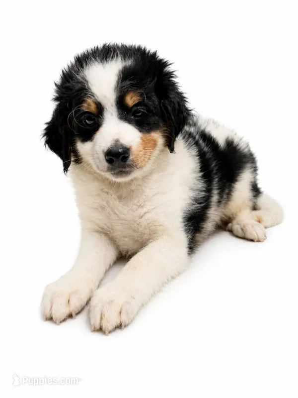 Rusty-black tri color – Miniature Bernedoodle puppy for sale in Cookeville, TN