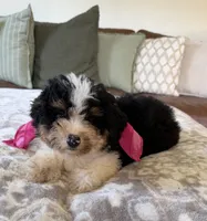 Bonnie- tri color , a female Miniature Bernedoodle for sale in Cookeville, TN – 6 of 7