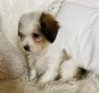 CHANEL-spring break sale, a female Miniature Bernedoodle for sale in Cookeville, TN – Photo 2 of 8