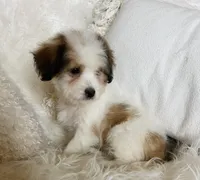 CHANEL-spring break sale, a female Miniature Bernedoodle for sale in Cookeville, TN – Photo 6 of 8