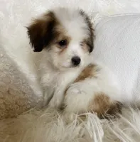 CHANEL-spring break sale, a female Miniature Bernedoodle for sale in Cookeville, TN – Photo 3 of 8