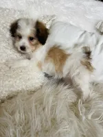 CHANEL-spring break sale, a female Miniature Bernedoodle for sale in Cookeville, TN – Photo 8 of 8