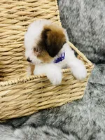 processed/260b4456-4bdd-4d7b-aa9d-e9ed6643b6a4/listing/fa6fb4af-944f-4688-ae0b-502f61422757/3d5ff6c1-463e-4a0a-871f-3602362d2781