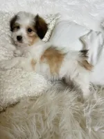 CHANEL-spring break sale, a female Miniature Bernedoodle for sale in Cookeville, TN – Photo 1 of 8