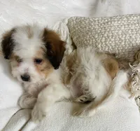 CHANEL-spring break sale, a female Miniature Bernedoodle for sale in Cookeville, TN – Photo 5 of 8