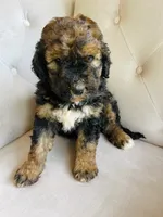 Lucy ❤️ red sable phantom tri color, a female Bernedoodle for sale in Cookeville, TN – 2 of 7