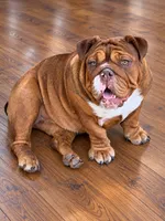 Coco- Full AKC  chocolate brindle , a female English Bulldog for sale in Cookeville, TN – 4 of 4