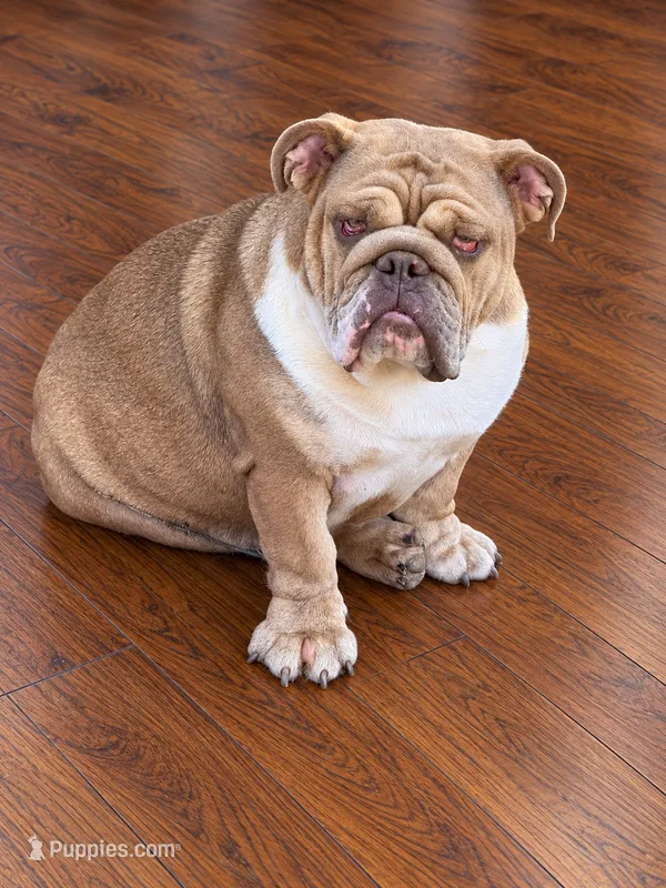Magnolia- full AKC  – English Bulldog puppy for sale in Cookeville, TN