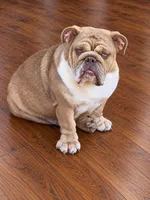 Magnolia- full AKC , a female English Bulldog for sale in Cookeville, TN – 1 of 3