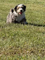 Cooper, a male Miniature Bernedoodle for sale in Cookeville, TN – 2 of 5