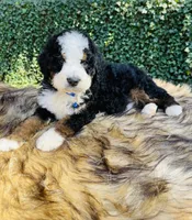 Dark Blue collar , a male Bernedoodle for sale in Cookeville, TN – Photo 7 of 9