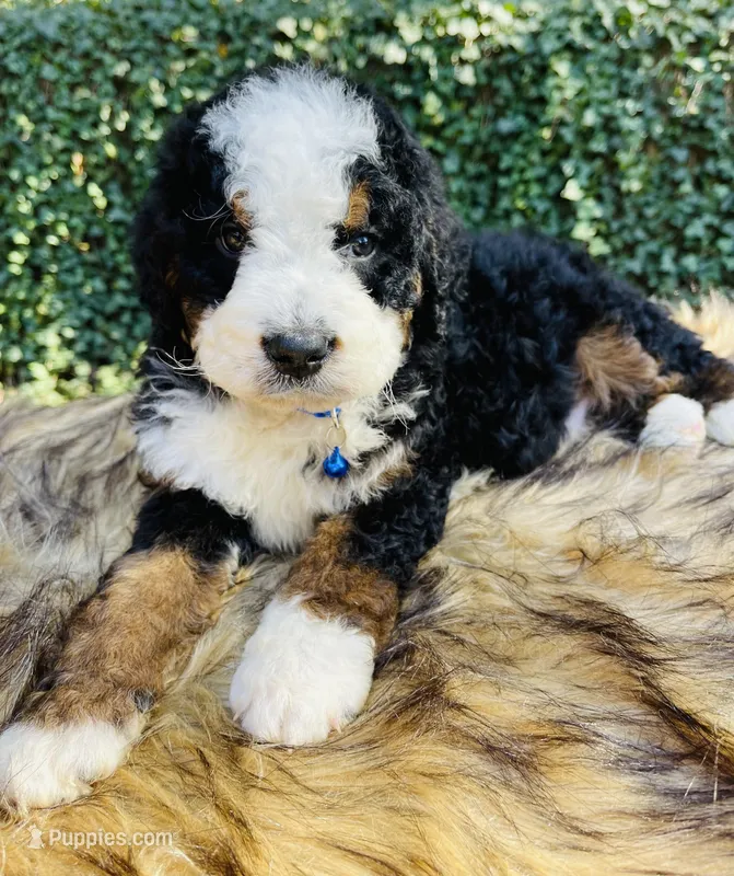 Dark Blue collar - black Tri – Bernedoodle puppy for sale in Cookeville, TN