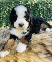 Dark Blue collar , a male Bernedoodle for sale in Cookeville, TN – Photo 2 of 9