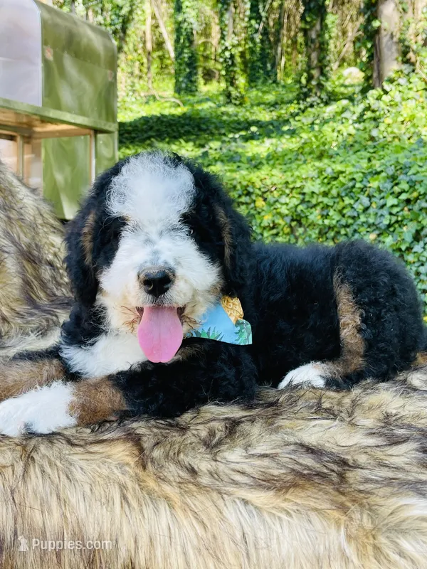 MACK- black Tri – Bernedoodle puppy for sale in Cookeville, TN
