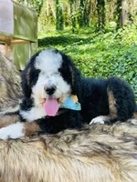 MACK- black Tri, a male Bernedoodle for sale in Cookeville, TN – Photo 1 of 5