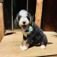 MACK- black Tri, a male Bernedoodle for sale in Cookeville, TN – Photo 3 of 5