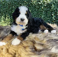 Dark Blue collar , a male Bernedoodle for sale in Cookeville, TN – Photo 4 of 9