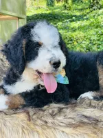MACK- black Tri, a male Bernedoodle for sale in Cookeville, TN – Photo 5 of 5